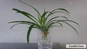 ѩ��������ʲô������