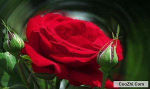�¼�������С����