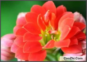 ��լ��������ֻ�